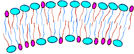cell membrane formation