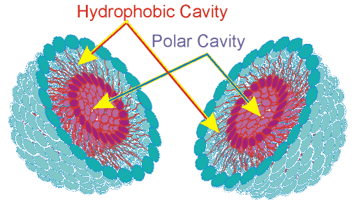 Hydrophobic and polar cavities enable encapsulation and transport.